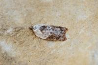Acleris variegana