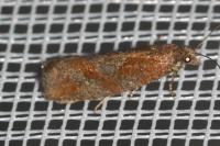 Epinotia caprana