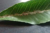 Phyllonorycter leucographella