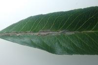 Phyllonorycter leucographella