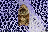 Acleris variegana