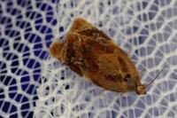 Ditula angustiorana