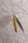 Argyresthia albistria/semitestacella
