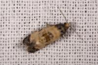 Neocochylis dubitana