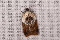 Acleris variegana