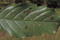 Bucculatrix frangutella