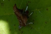 Choreutis nemorana
