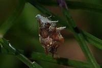 Choreutis nemorana