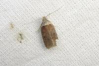 Agonopterix cnicella
