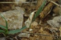 Cochylimorpha straminea/alternana