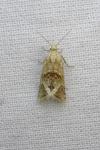 Cochylimorpha straminea/alternana