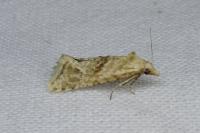 Cochylimorpha straminea/alternana