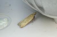 Nothris verbascella