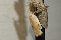 Agonopterix nervosa