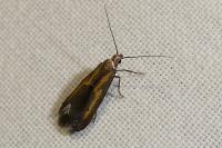Ochromolopis ictella