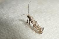Epermenia