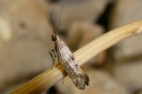 Epermenia