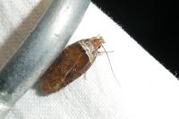 Agonopterix cnicella