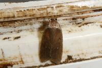 Agonopterix cnicella