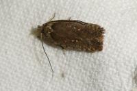 Agonopterix oinochroa