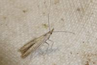 Coleophora