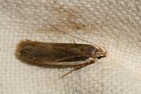 Nothris lemniscellus