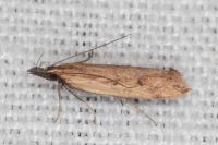 Dichomeris acuminata