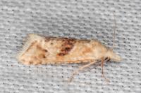 Cochylimorpha straminea/alternana