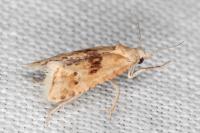 Cochylimorpha straminea/alternana