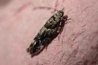 Recurvaria nanella