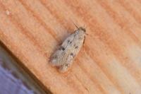 Borkhausenia nefrax