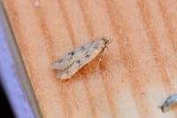 Borkhausenia nefrax