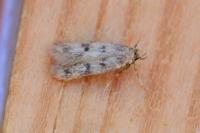 Borkhausenia nefrax