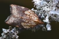 Acleris rhombana