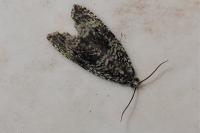 Celypha