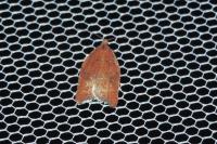 Acleris rhombana