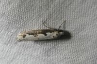 Ethmia bipunctella