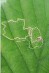 Stigmella floslactella