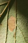 Phyllonorycter nicellii