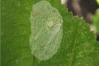 Phyllonorycter coryli
