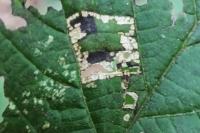 Phyllonorycter nicellii
