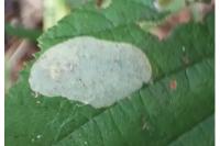 Phyllonorycter coryli