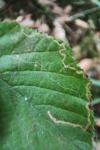 Stigmella floslactella