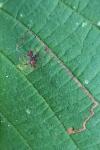 Stigmella microtheriella