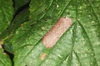 Phyllonorycter coryli