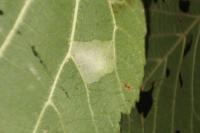 Phyllonorycter nicellii