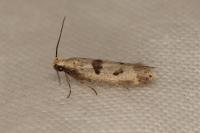 Mirificarma cytisella