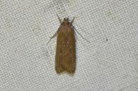 Helcystogramma triannulella