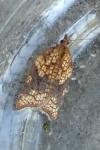 Acleris rhombana