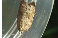 Acleris sparsana